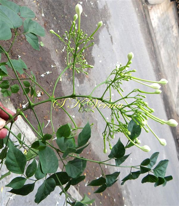  Flowering  shoot with inflorescence